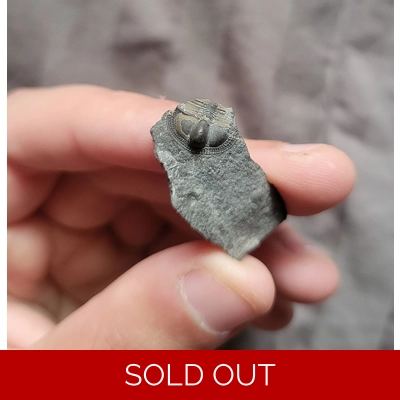 Rare Cryptolithus Trilobite Fossil From Quebec Canada Rare Cryptolithus Trilobite Fossil From Quebec Canada
